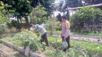 Dukungan Polri Bagi Petani Dusun Tegal: Langkah Nyata Kemandirian Pangan Jagaraga