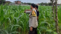 Lombok Barat, NTB – Komitmen Kepolisian Negara Republik Indonesia (Polri) dalam mendukung program ketahanan pangan nasional terus diwujudkan hingga ke tingkat desa. Di wilayah hukum Polres Lombok Barat, upaya nyata ini ditunjukkan melalui peran aktif Bhabinkamtibmas yang intensif mendampingi para petani. Salah satunya adalah kegiatan sambang yang dilakukan oleh Bhabinkamtibmas Desa Gelogor, Aipda Ahyar Haryanto, di Dusun Gelogor Selatan pada hari Rabu, 8 Oktober 2025. Sejak pukul 09.25 Wita, Aipda Ahyar Haryanto telah berada di tengah-tengah warga dan lahan pertanian, khususnya tanaman jagung, yang menjadi komoditas unggulan di daerah tersebut. Kegiatan ini tidak hanya sebatas kunjungan rutin, melainkan merupakan perwujudan sinergi antara aparat keamanan dengan masyarakat dalam menjamin ketersediaan pangan di tingkat lokal. Motivasi dan Pendampingan Langsung di Lahan Pertanian Dalam kunjungannya, Aipda Ahyar Haryanto berinteraksi langsung dengan para petani, melihat dari dekat kondisi tanaman jagung mereka, serta mendengarkan aspirasi dan kendala yang dihadapi. Kehadiran Bhabinkamtibmas di tengah areal persawahan ini memiliki nilai strategis ganda, yaitu menjaga keamanan dan ketertiban masyarakat (Kamtibmas) sekaligus memberikan motivasi dan dukungan moril dalam meningkatkan hasil panen. Petani di Dusun Gelogor Selatan menyambut baik kehadiran Aipda Ahyar Haryanto. Mereka merasa diperhatikan dan mendapatkan suntikan semangat untuk lebih giat dalam mengelola lahan. Tanaman jagung yang menjadi fokus sambang kali ini diharapkan dapat berkontribusi signifikan terhadap pasokan pangan, baik untuk kebutuhan lokal maupun nasional. Polri Dorong Peningkatan Semangat Bertani Warga Peran Bhabinkamtibmas dalam program ketahanan pangan merupakan bagian integral dari tugas tambahan Polri. Mereka berfungsi sebagai jembatan komunikasi yang efektif antara program-program pemerintah di sektor pertanian dengan implementasinya di masyarakat petani. Hal ini sejalan dengan arahan pimpinan Polri untuk menjadikan personel di lapangan sebagai motor penggerak pembangunan dan kesejahteraan masyarakat. Kepala Bagian Sumber Daya Manusia (Kabag SDM) Polres Lombok Barat, AKP Taufik Hidayat, S.H., menegaskan bahwa dukungan terhadap sektor pertanian adalah prioritas. Beliau menyoroti pentingnya peran Bhabinkamtibmas sebagai ujung tombak dalam mencapai sasaran ketahanan pangan. “Kami dari Polres Lombok Barat sangat serius mendukung program pemerintah di bidang ketahanan pangan. Kehadiran Bhabinkamtibmas seperti Aipda Ahyar Haryanto di Desa Gelogor adalah bukti nyata komitmen kami,” ujar AKP Taufik Hidayat, S.H. Beliau melanjutkan, “Kami berharap para petani di Gelogor, khususnya yang membudidayakan jagung, terus semangat dan konsisten dalam merawat tanamannya. Aipda Ahyar Haryanto bertugas untuk memotivasi mereka agar lebih giat dalam bertani, karena keberhasilan pertanian adalah fondasi utama dari ketahanan pangan daerah kita.” Kontribusi Jagung dalam Mewujudkan Swasembada Pangan Komoditas jagung memiliki peran vital sebagai salah satu penopang utama kebutuhan pangan dan pakan di Indonesia. Peningkatan produksi jagung di daerah seperti Gelogor, Lombok Barat, secara langsung akan memperkuat swasembada pangan nasional dan stabilitas harga komoditas. Melalui kegiatan sambang ini, Bhabinkamtibmas juga menyampaikan pesan-pesan yang bersifat edukatif. Selain memberikan dorongan, mereka turut mengingatkan petani mengenai pentingnya pola tanam yang efisien, penggunaan bibit unggul, serta upaya pencegahan gangguan keamanan di lahan pertanian. Kolaborasi dengan instansi terkait, seperti Penyuluh Pertanian Lapangan (PPL), akan terus diperkuat untuk memberikan bimbingan teknis yang optimal kepada warga. Dengan sinergi yang kuat antara Polri, khususnya Bhabinkamtibmas, dan seluruh elemen masyarakat petani, diharapkan Desa Gelogor dapat menjadi contoh keberhasilan dalam mewujudkan masyarakat yang mandiri secara pangan, sehat, dan sejahtera. Keaktifan Aipda Ahyar Haryanto dalam mendampingi petani menjadi cerminan bahwa aparat keamanan tidak hanya bertugas menjaga keamanan, tetapi juga menjadi mitra strategis dalam upaya meningkatkan kesejahteraan dan ketahanan pangan bangsa.