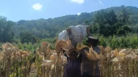 Sinergi Polisi dan Petani di Lombok Barat, Hasilkan Panen Jagung Melimpah