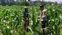 Polsek Kuripan Turun ke Sawah, Dukung Petani Tingkatkan Produksi Jagung