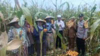 Panen Jagung di Babussalam, Polri Jadi Sahabat Petani Lombok Barat