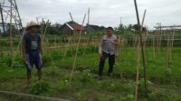 Sinergi Polri dan Petani Jagaraga Wujudkan Kemandirian Pangan