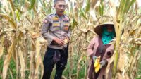 WhatsApp Image 2025-12-10 at 11.04.14 Peran Polri Jaga Stabilitas Harga, Petani Jagung Lombok Barat Diimbau Jual ke Bulog
