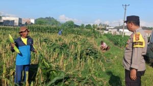 Langkah Nyata Polsek Labuapi Wujudkan Swasembada Pangan